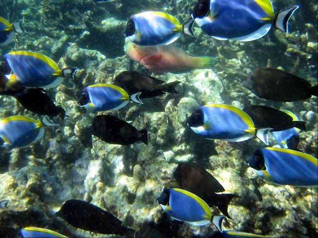 Acanthurus leucosternon (Pesce chirurgo gola bianca)